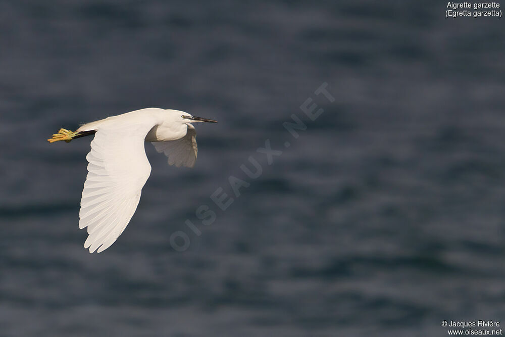 Little Egretadult post breeding, Flight