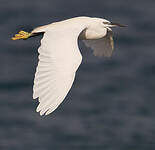 Aigrette garzette