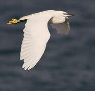 Little Egret