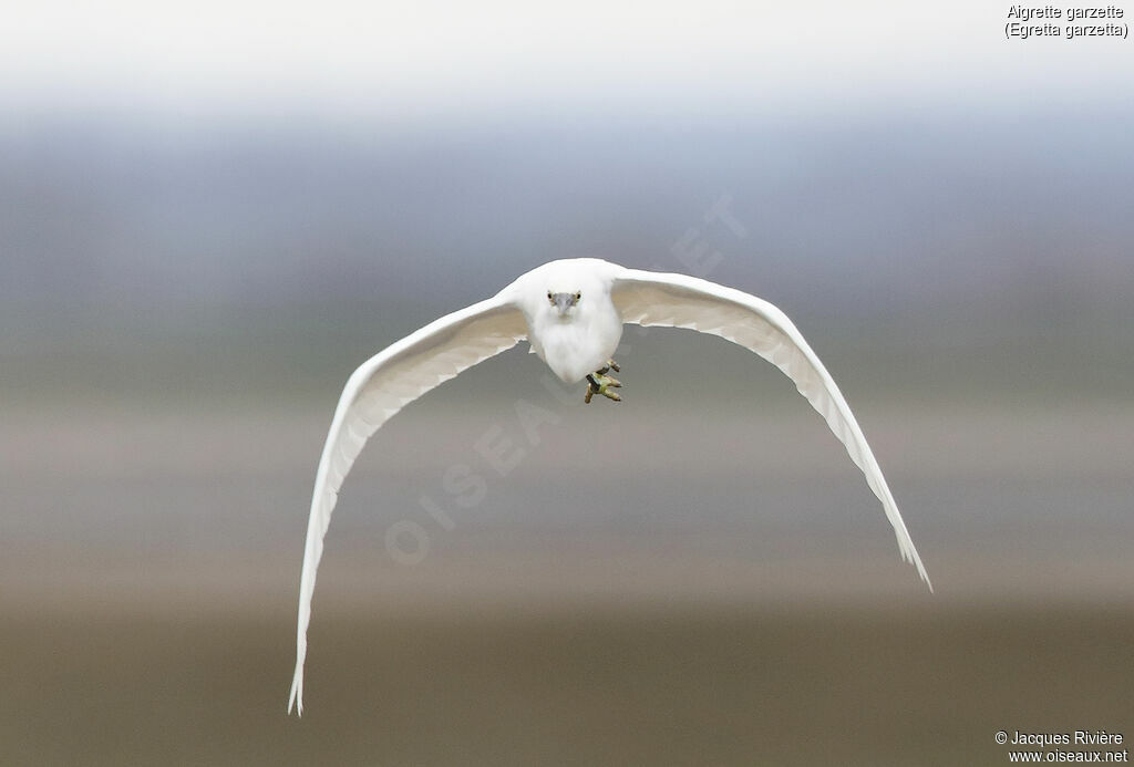 Little Egretadult, Flight