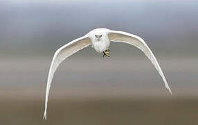 Aigrette garzette