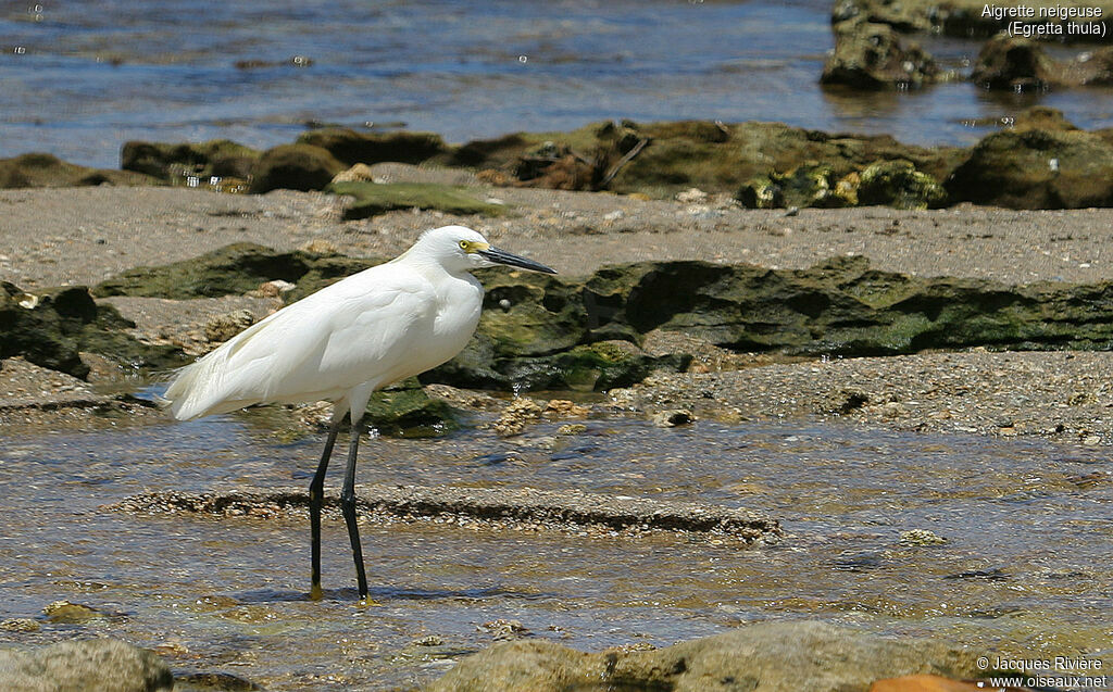 Snowy Egretadult, identification