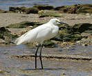 Aigrette neigeuse