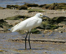 Snowy Egret