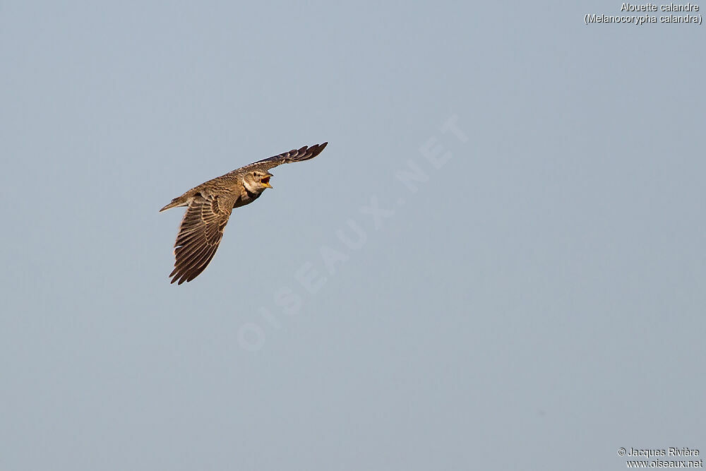 Calandra Lark male adult breeding, identification, Flight, song