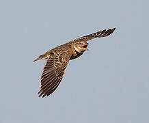 Calandra Lark