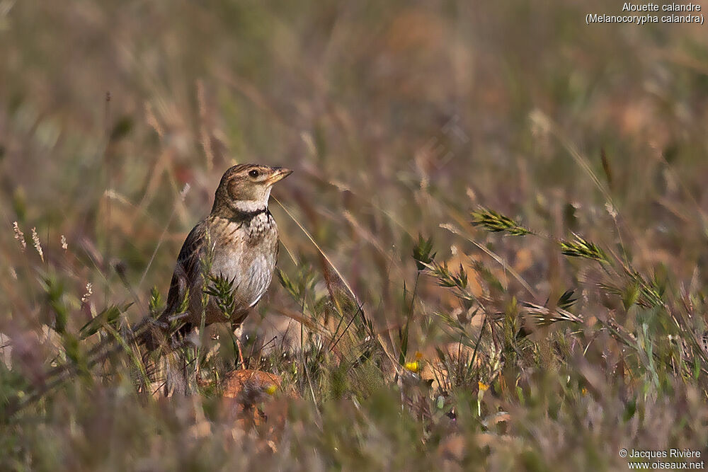 Calandra Larkadult breeding, identification, walking