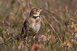 Calandra Lark