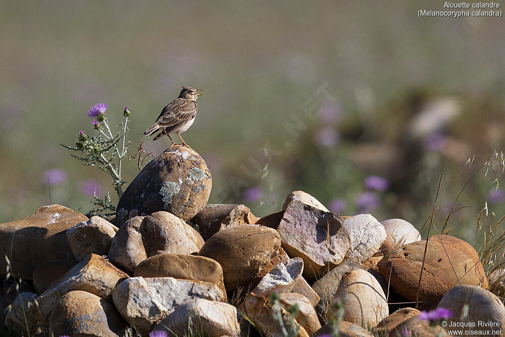 Calandra Lark male adult breeding, identification, song