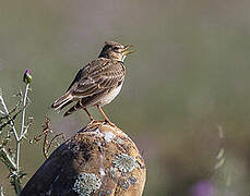 Calandra Lark