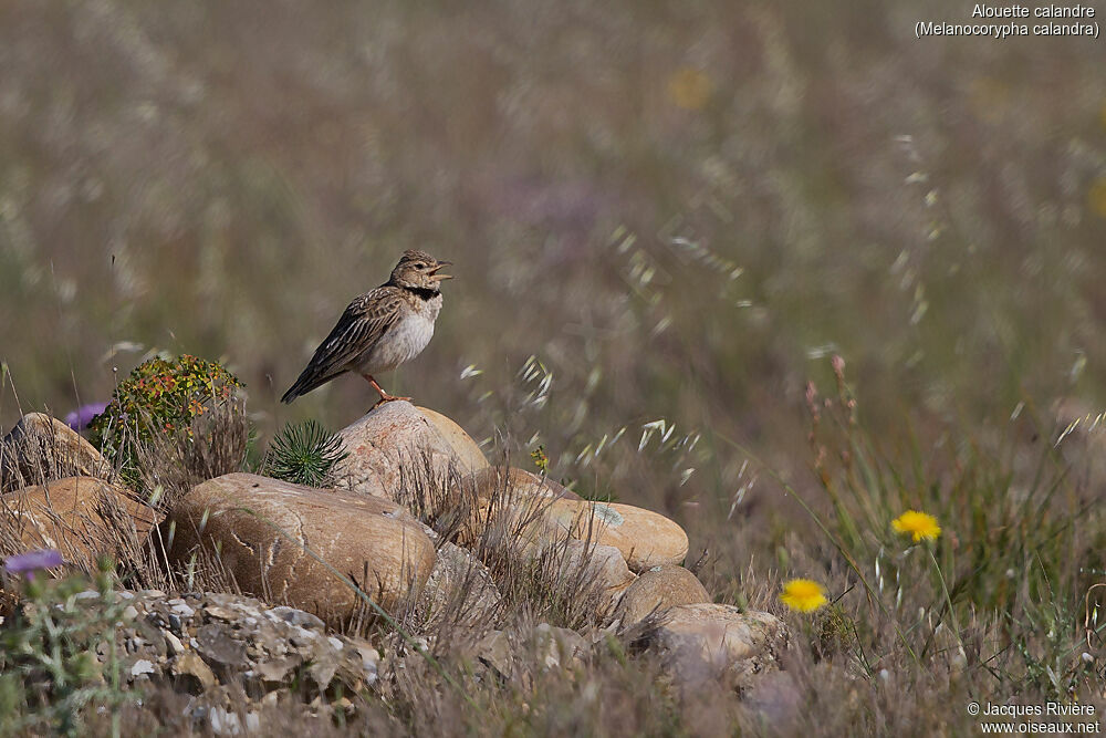 Calandra Lark male adult breeding, identification, song