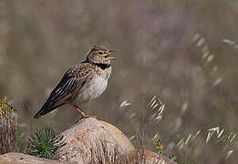 Calandra Lark