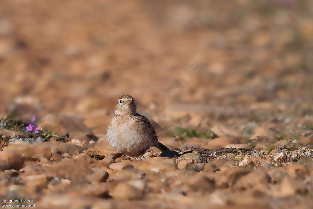 Greater Short-toed Larkadult breeding, close-up portrait, pigmentation