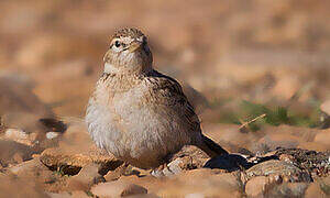 Greater Short-toed Lark