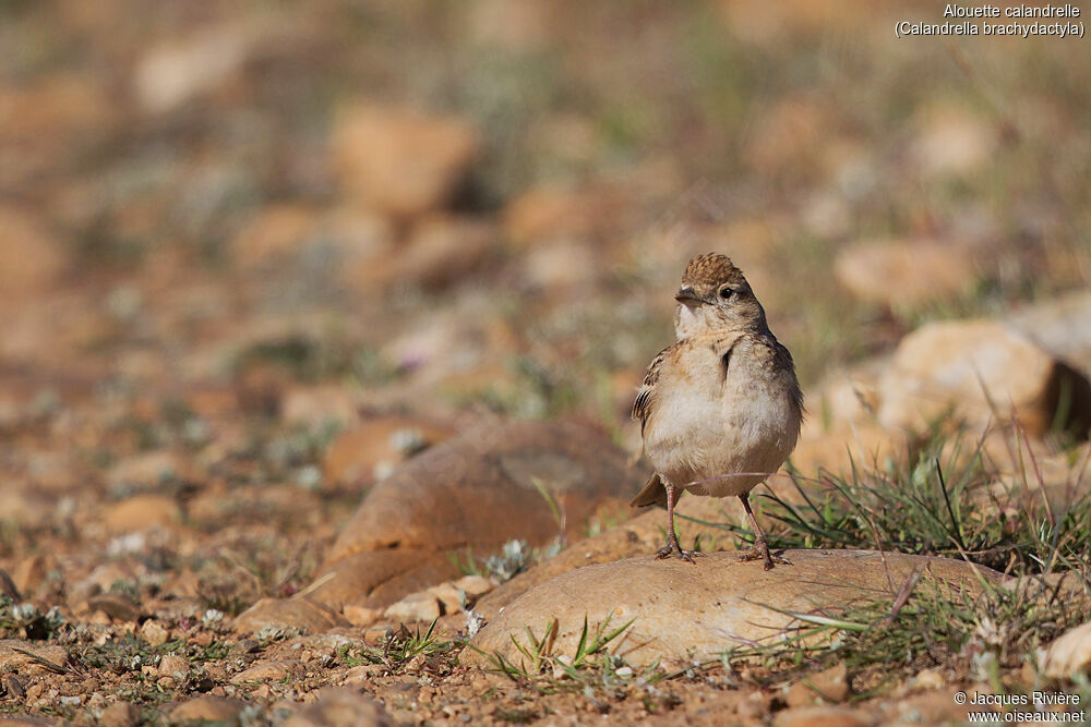 Greater Short-toed Larkadult breeding, identification