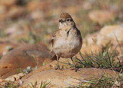 Greater Short-toed Lark