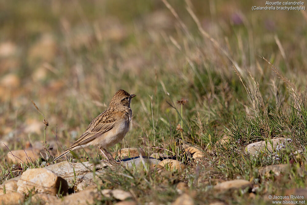 Greater Short-toed Larkadult breeding, identification