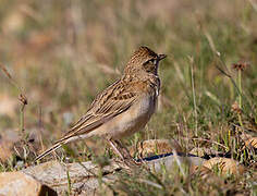 Greater Short-toed Lark