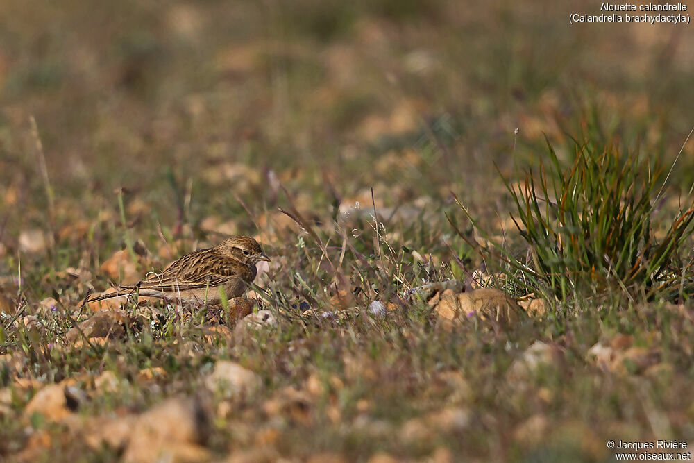 Greater Short-toed Larkadult breeding, identification, walking