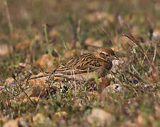 Greater Short-toed Lark