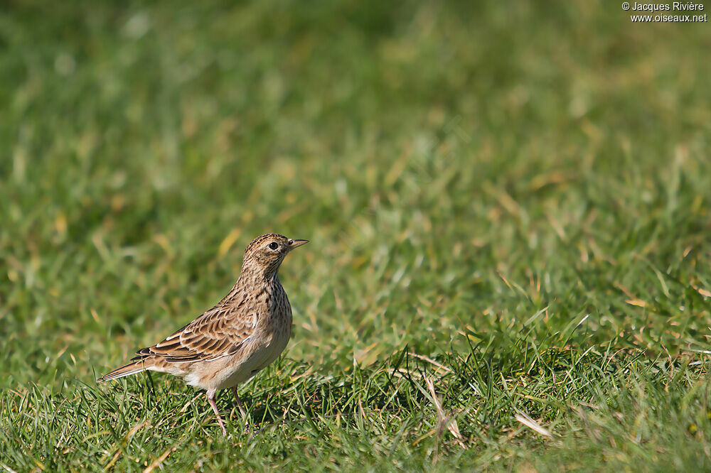 Eurasian Skylarkadult post breeding