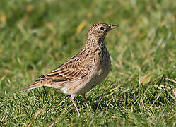 Eurasian Skylark