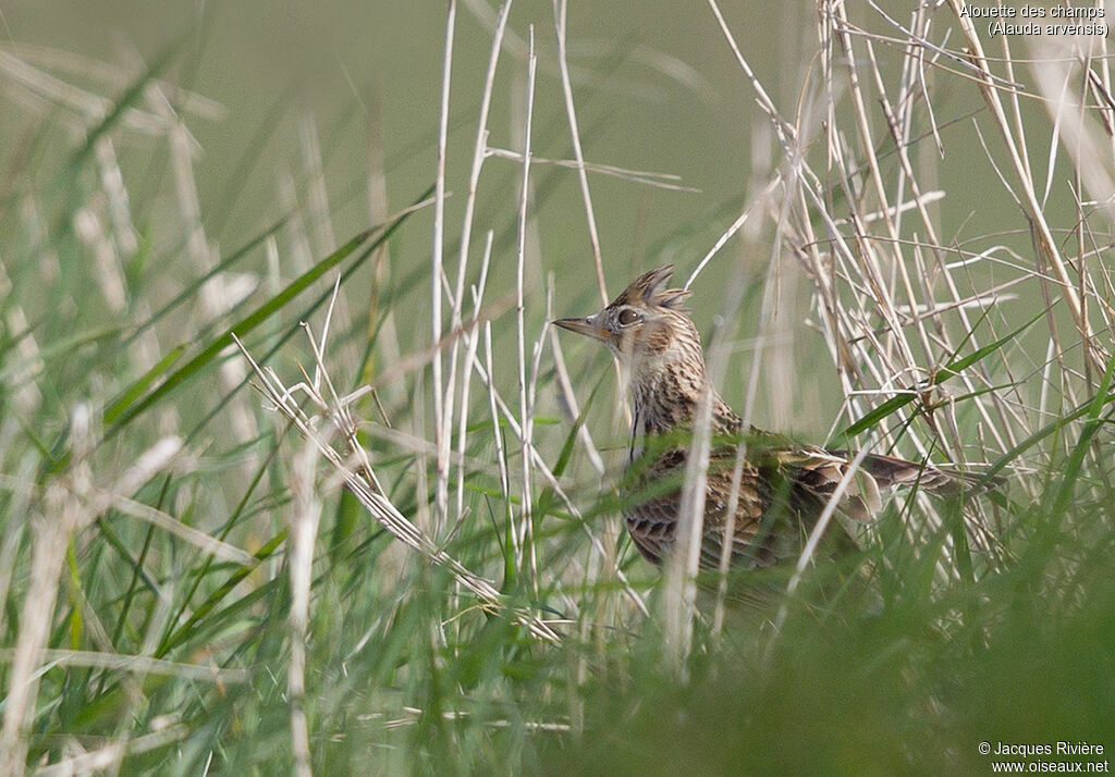 Eurasian Skylarkadult breeding, identification