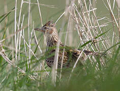 Eurasian Skylark