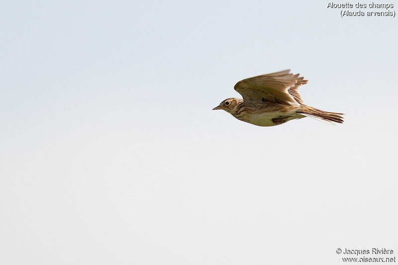 Eurasian Skylarkadult breeding, Flight