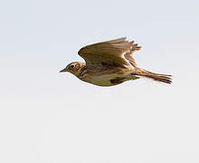 Eurasian Skylark