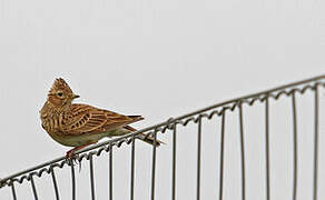 Eurasian Skylark