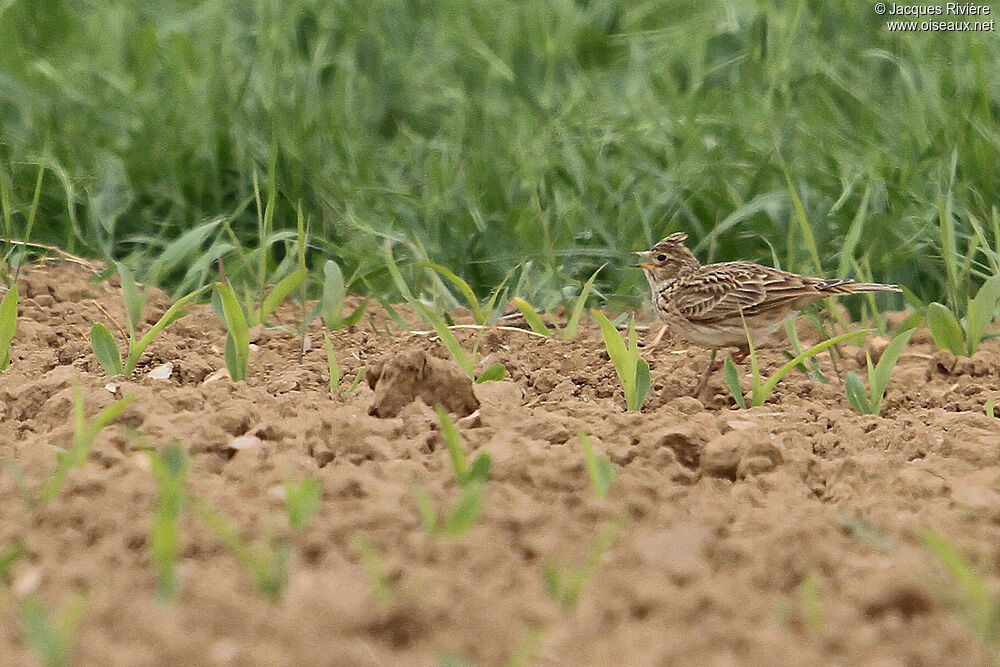 Eurasian Skylarkadult breeding