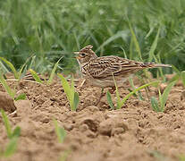 Eurasian Skylark