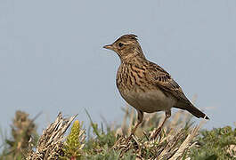 Eurasian Skylark