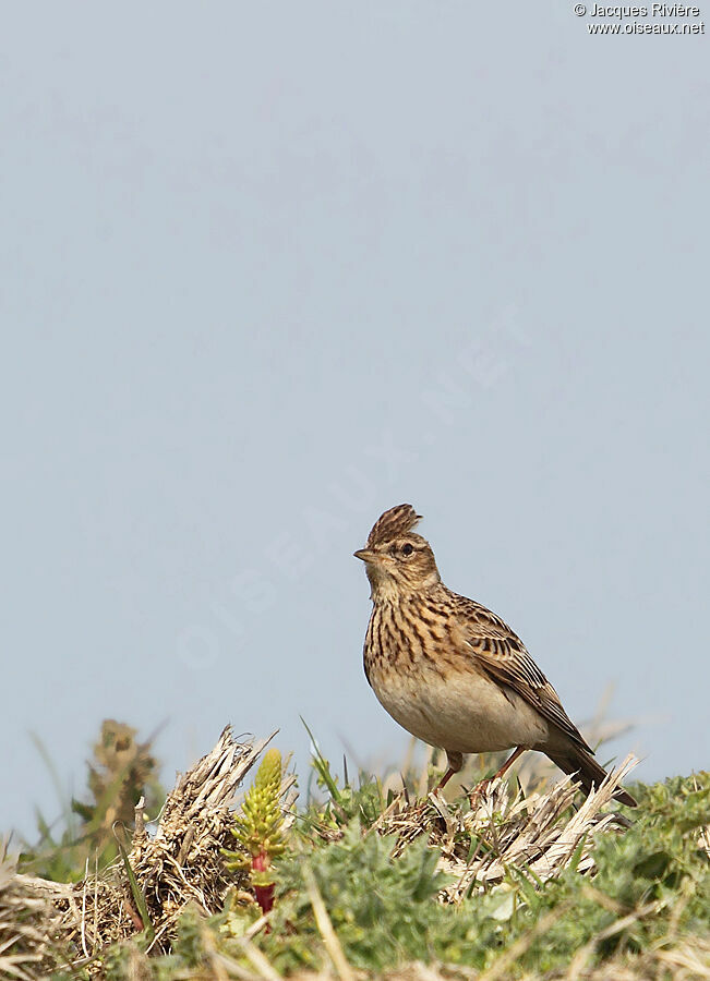 Eurasian Skylarkadult breeding