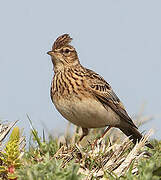 Eurasian Skylark