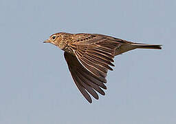 Eurasian Skylark