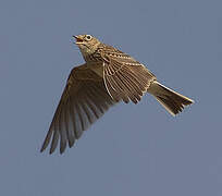 Eurasian Skylark