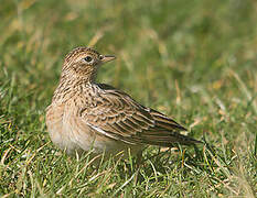 Eurasian Skylark