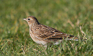 Eurasian Skylark