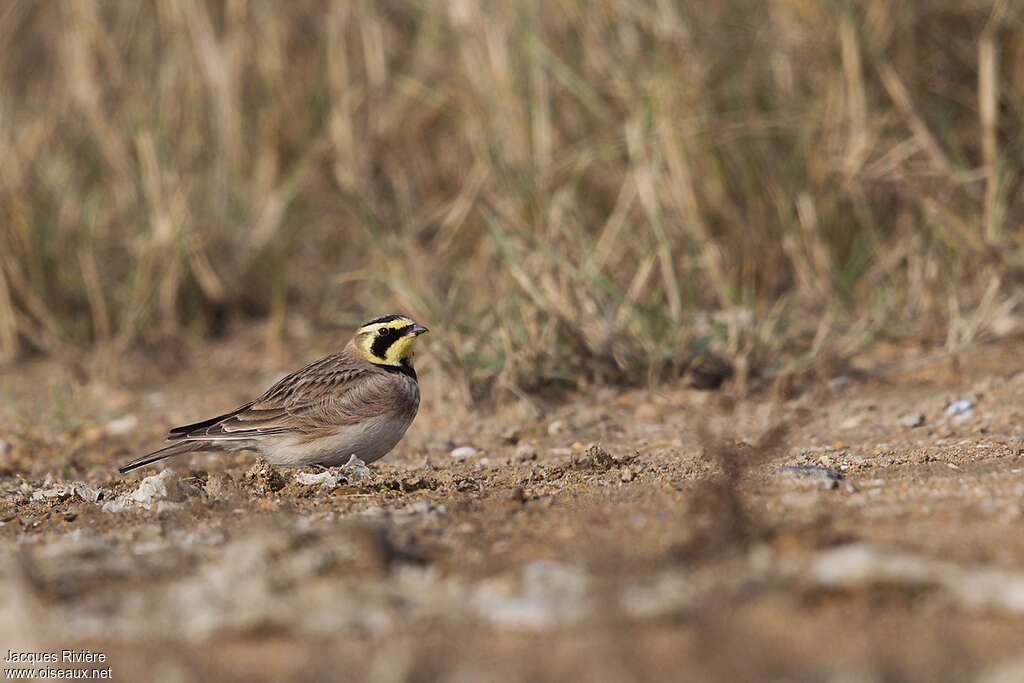 Horned Lark male adult transition, identification