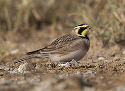 Horned Lark