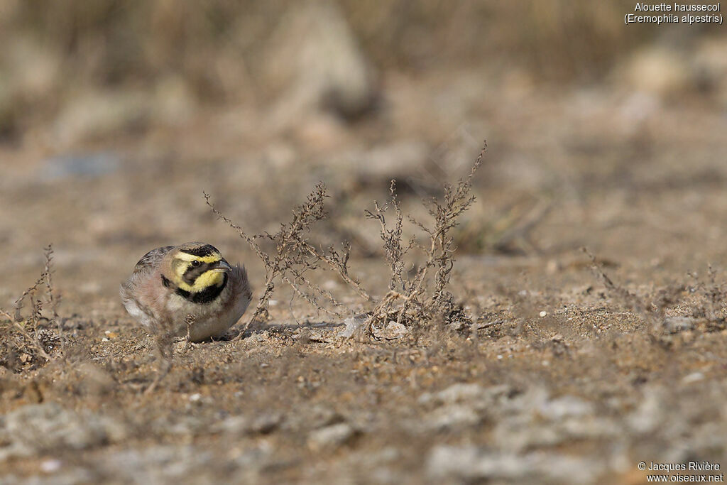 Horned Lark male adult transition, identification, eats