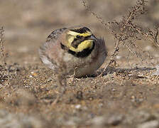 Horned Lark