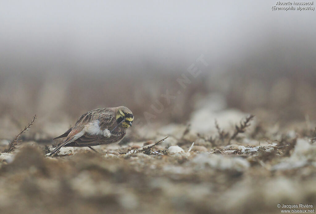 Horned Lark male adult transition, identification, care