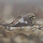 Horned Lark