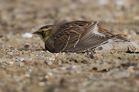 Horned Lark