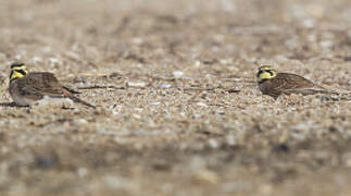 Horned Lark