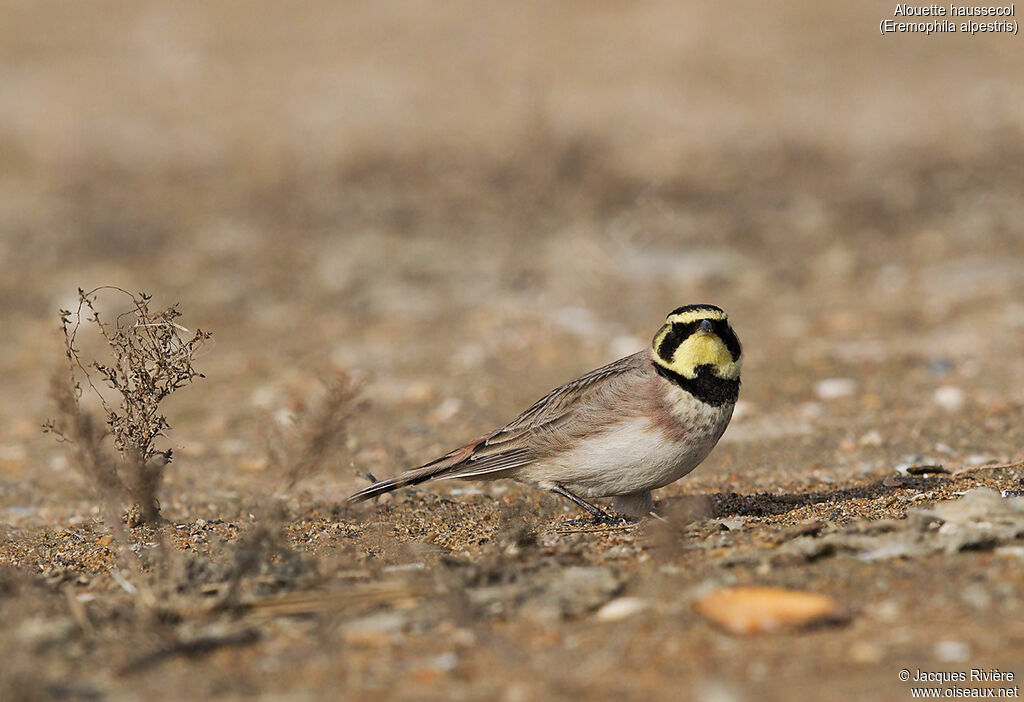 Horned Lark male adult transition, identification