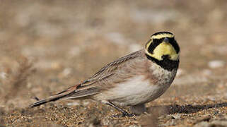 Horned Lark